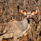 South Africa - Kudu Bull