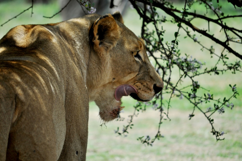 South Africa - Lioness after Dinner