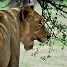 South Africa - Lioness after Dinner