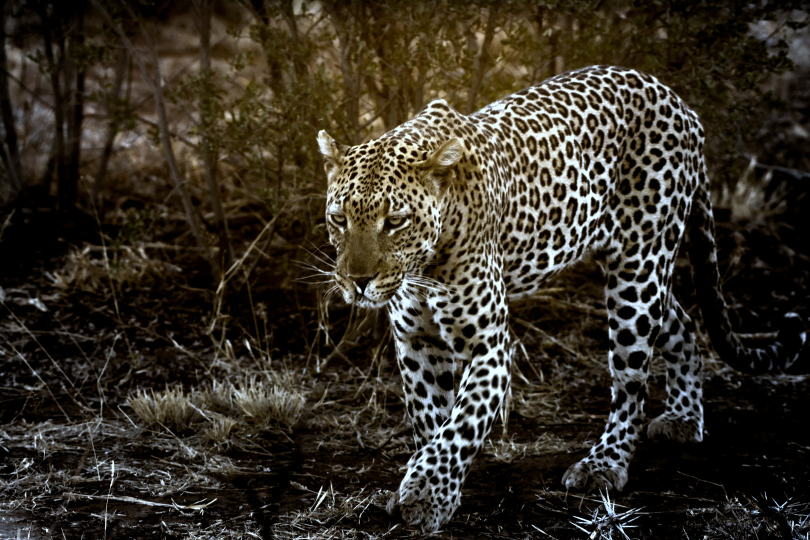 South Africa / Madikwe Game Reserve