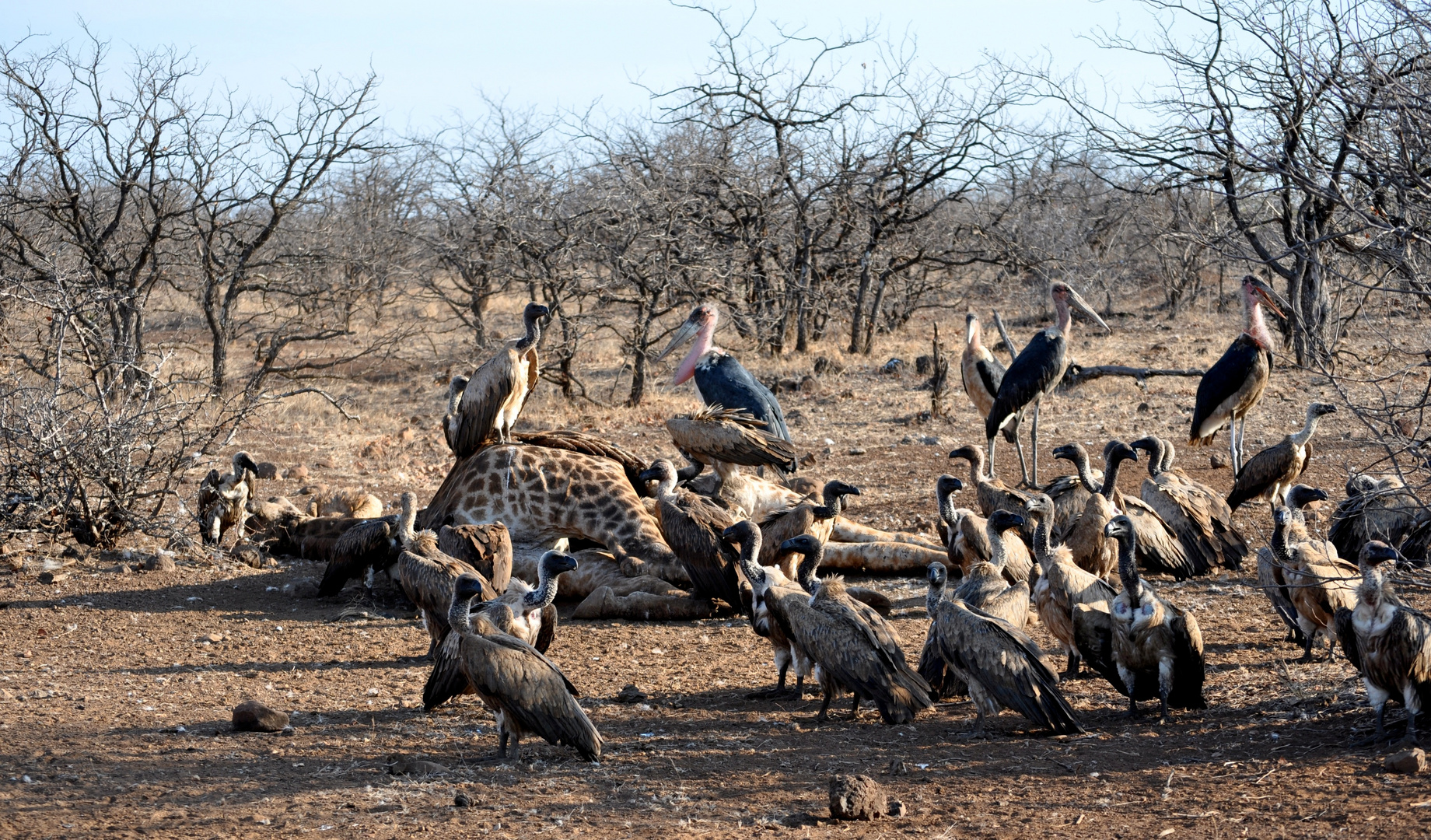 South Africa - Marabu's & Vulture's Dinner