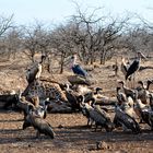 South Africa - Marabu's & Vulture's Dinner