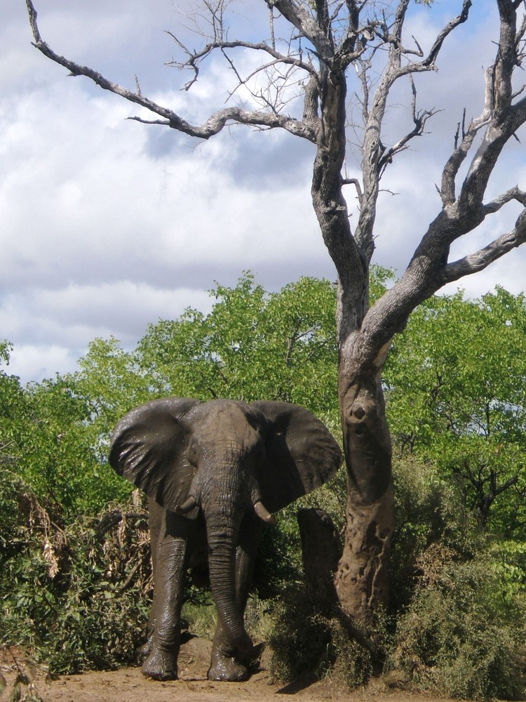 South Africa - posing elephant