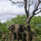 South Africa - posing elephant