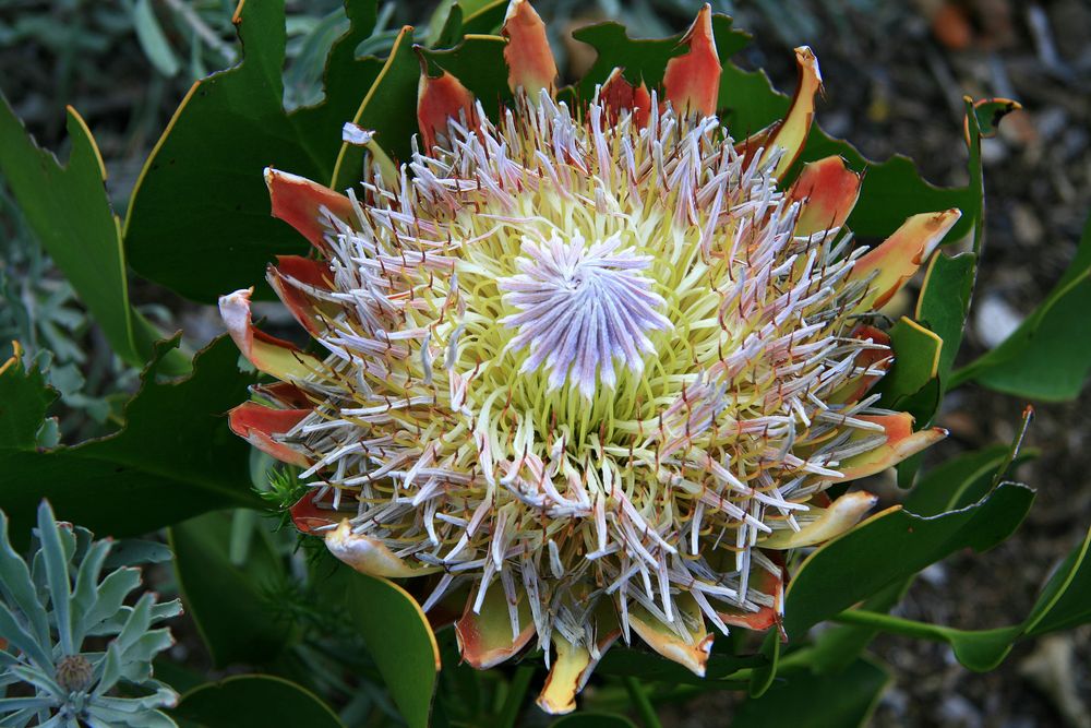 south-africa-state-flower Foto & Bild | natur, south ...