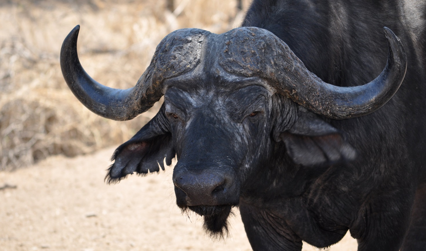South Africa - The Watching Buffalo