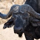 South Africa - The Watching Buffalo