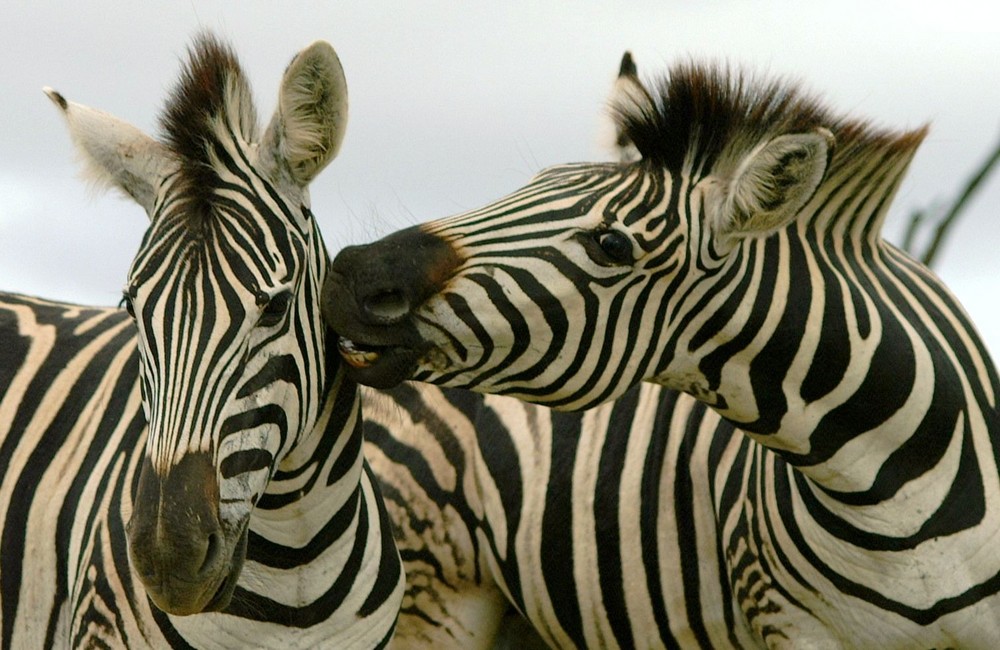 South Africa - Zebra