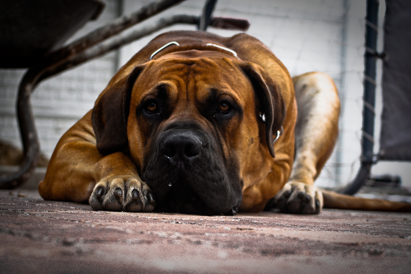 South African Boerboel