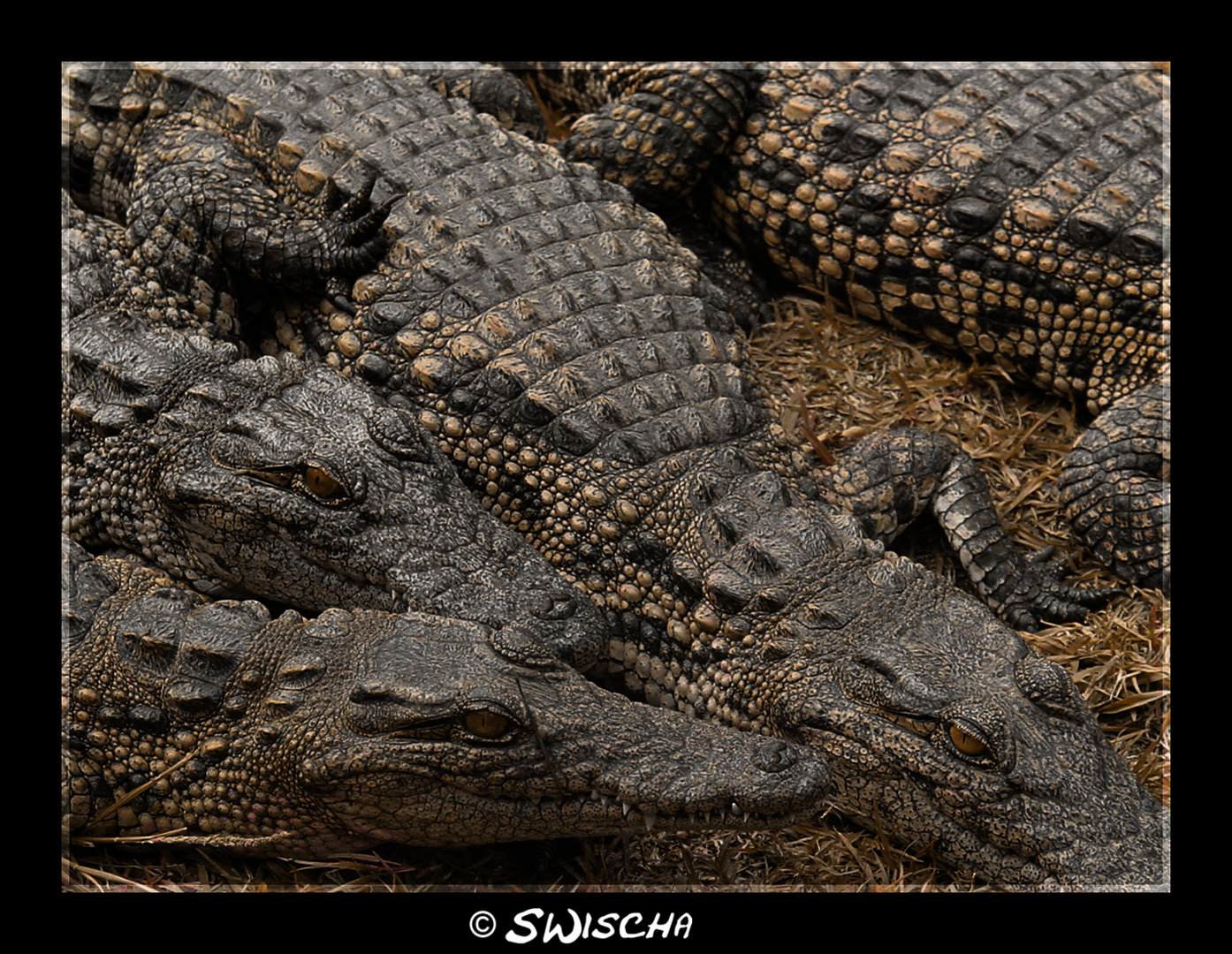 South African Crocodiles Foto & Bild | tiere, wildlife, amphibien