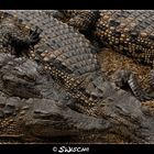 South African Crocodiles