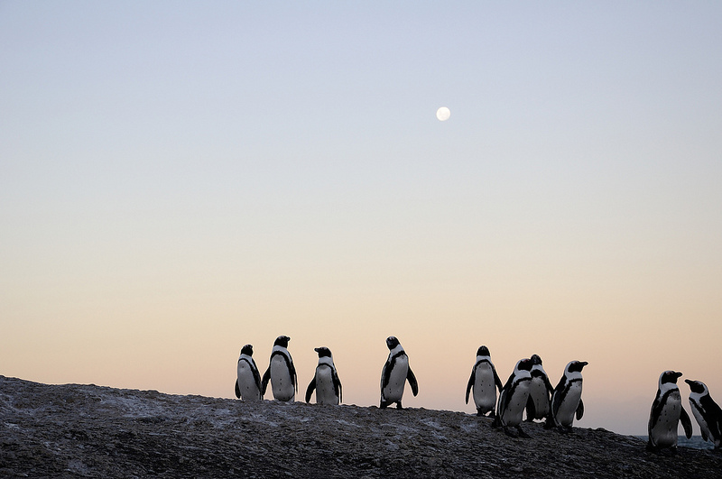 South African sunrise and penguins