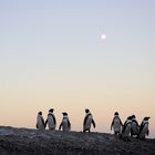 South African sunrise and penguins