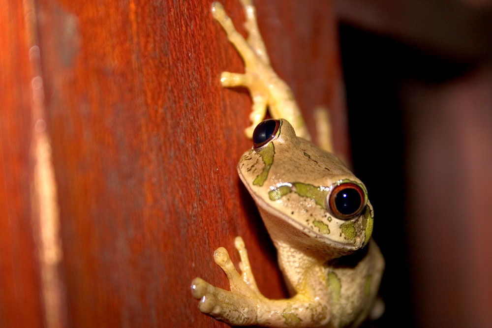 South African Tree Frog