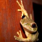 South African Tree Frog