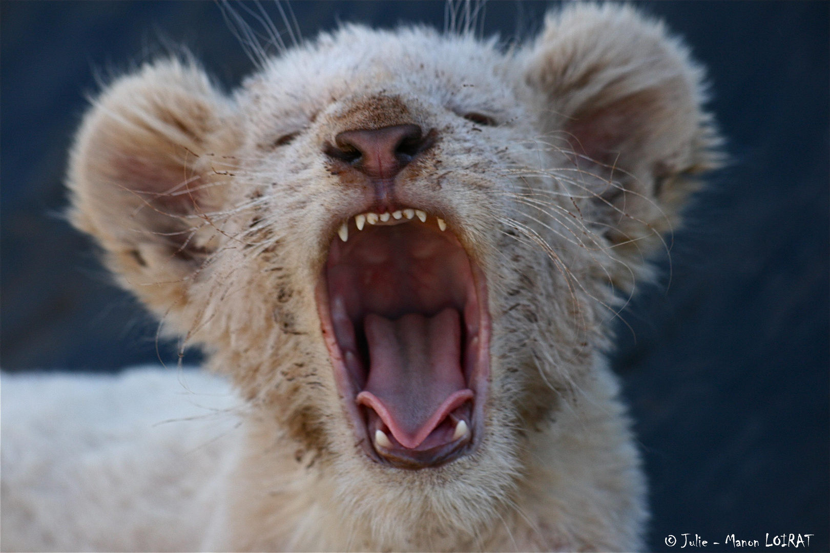 South African White Cub