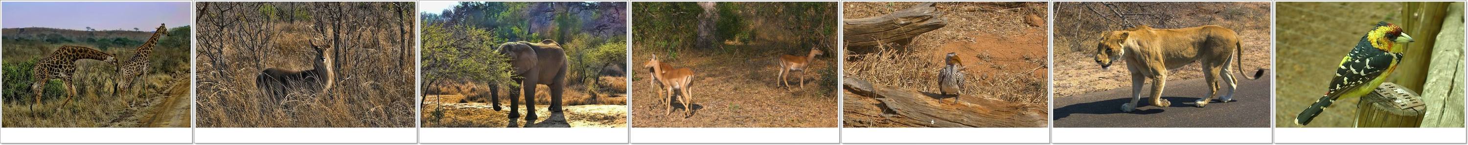 South Afrika Animals