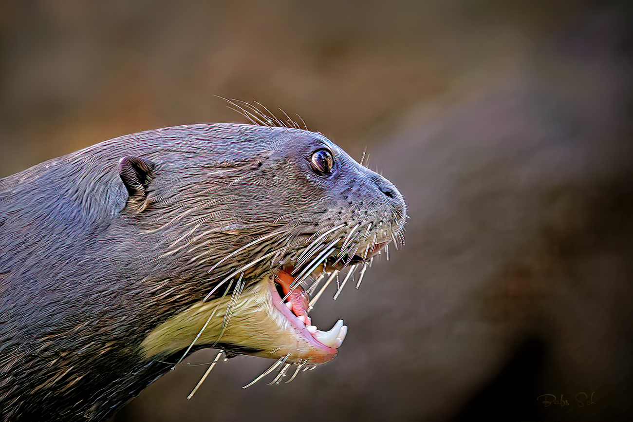 South American giant otter