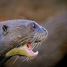 South American giant otter