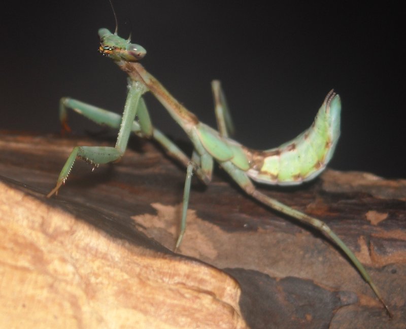 south american green mantis 2