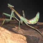 south american green mantis 2