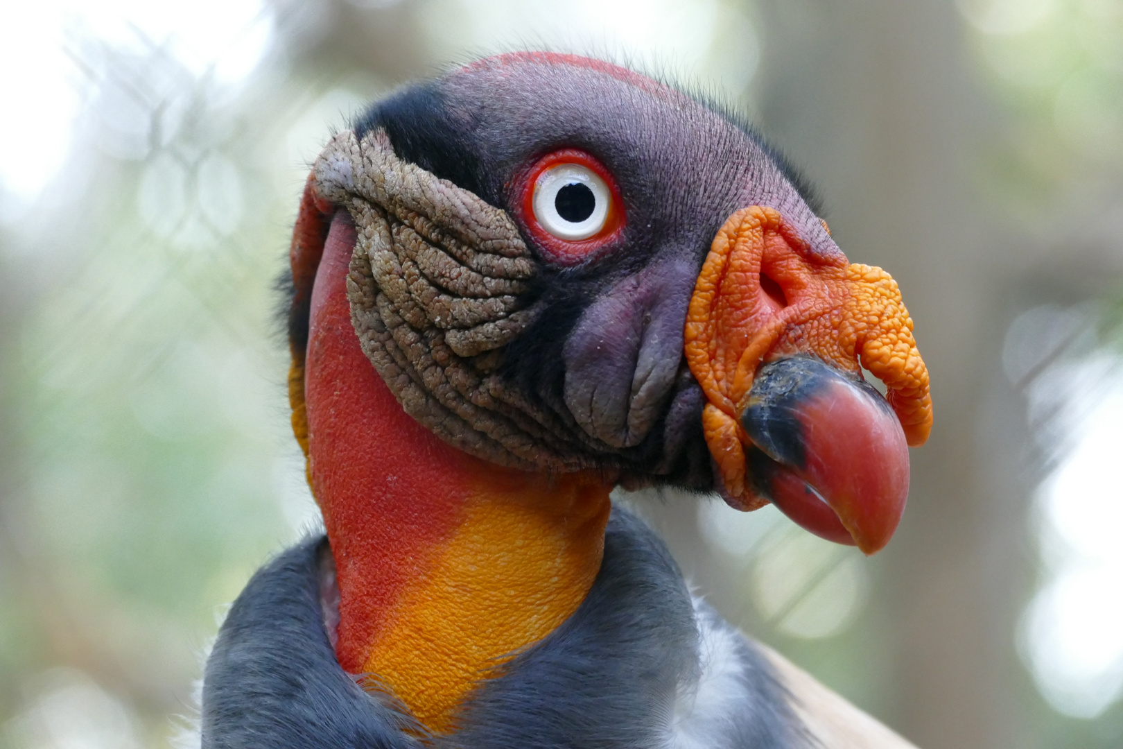 South American Vulture