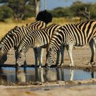 South Camp Nxai Pan National Park