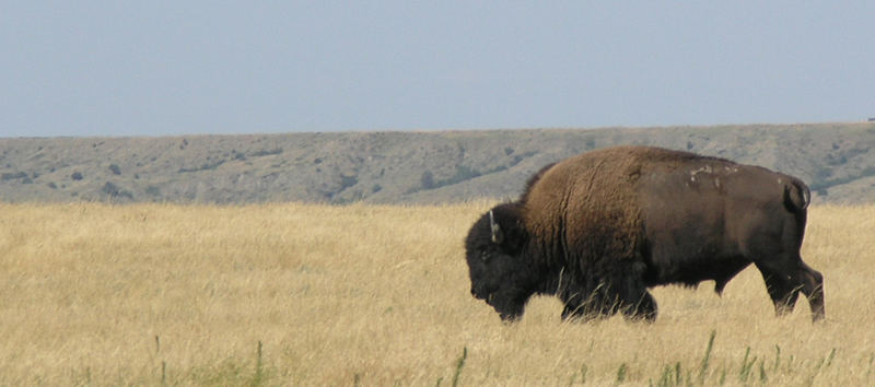 South Dakota Bison