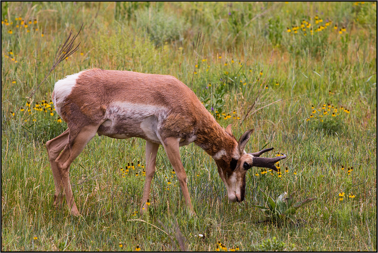 South Dakota Custer Wildlife Loop photo & image nature, wildlife