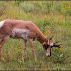 South Dakota | Custer Wildlife Loop |