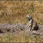 South Dakota | Prairie Dog Town |