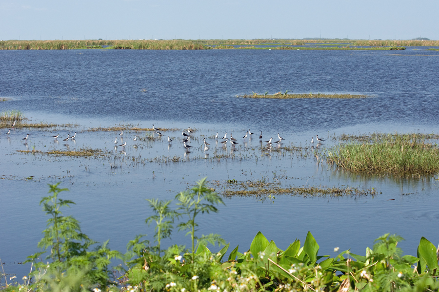 South Florida Stormwater Treatment Area (STA) 5