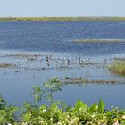 South Florida Stormwater Treatment Area (STA) 5