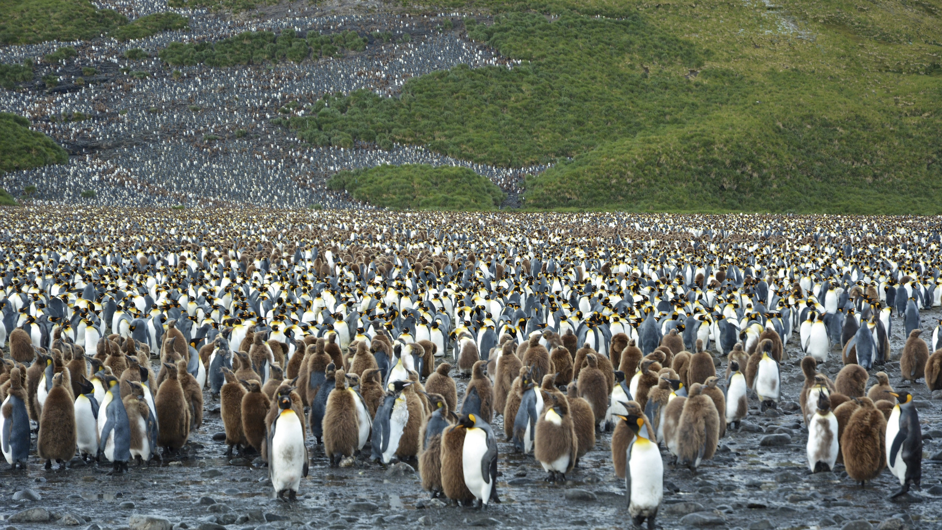 South-Georgia : Antarctica