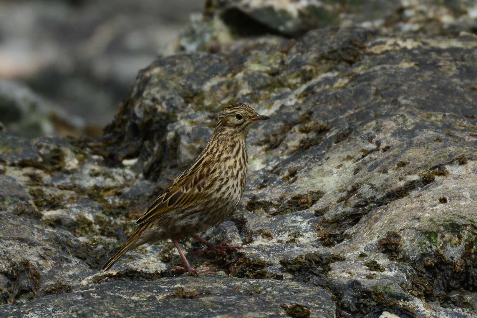 South Georgia Pipit ...