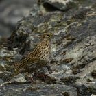 South Georgia Pipit ...