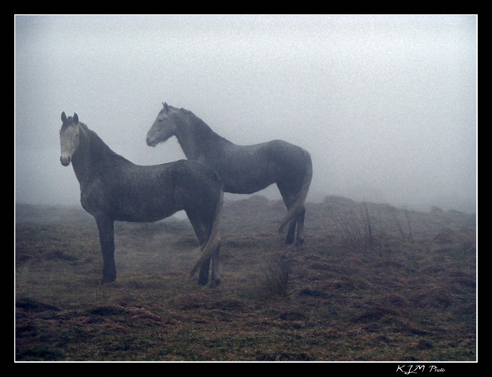 South Ireland War Horses