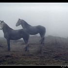 South Ireland War Horses