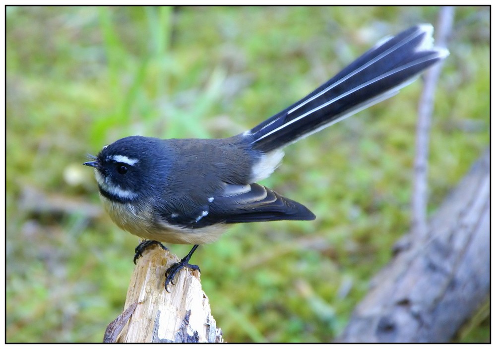 "SOUTH ISLAND FANTAIL"