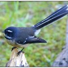 "SOUTH ISLAND FANTAIL"