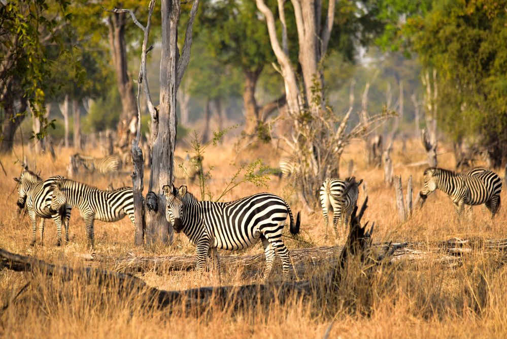 South Luangwa