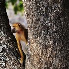 South Luangwa