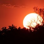 South Luangwa