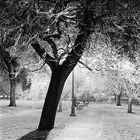 South Park at night, ice storm 2005