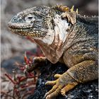 [ South Plaza Land Iguana ]