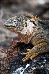 [ South Plaza Land Iguana ]