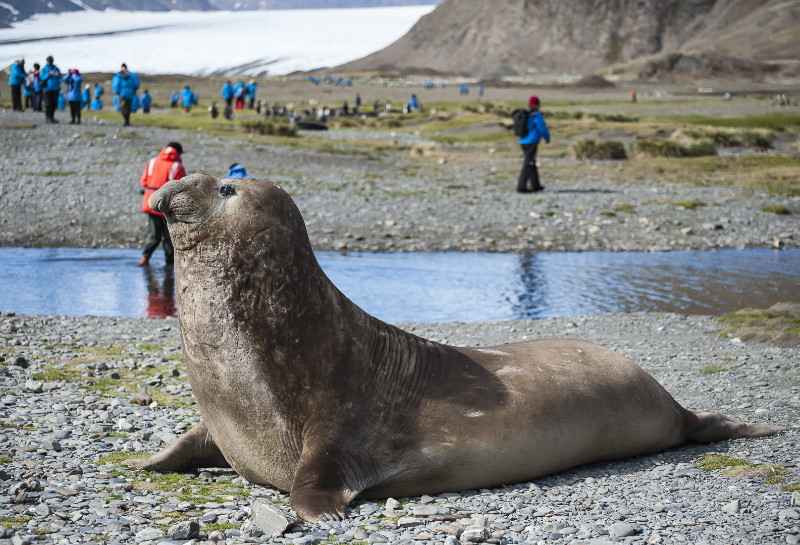 South Pole, Antarktis, South Georgia, Fortuna-Bay, Stromness, 