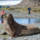 South Pole, Antarktis, South Georgia, Fortuna-Bay, Stromness, 