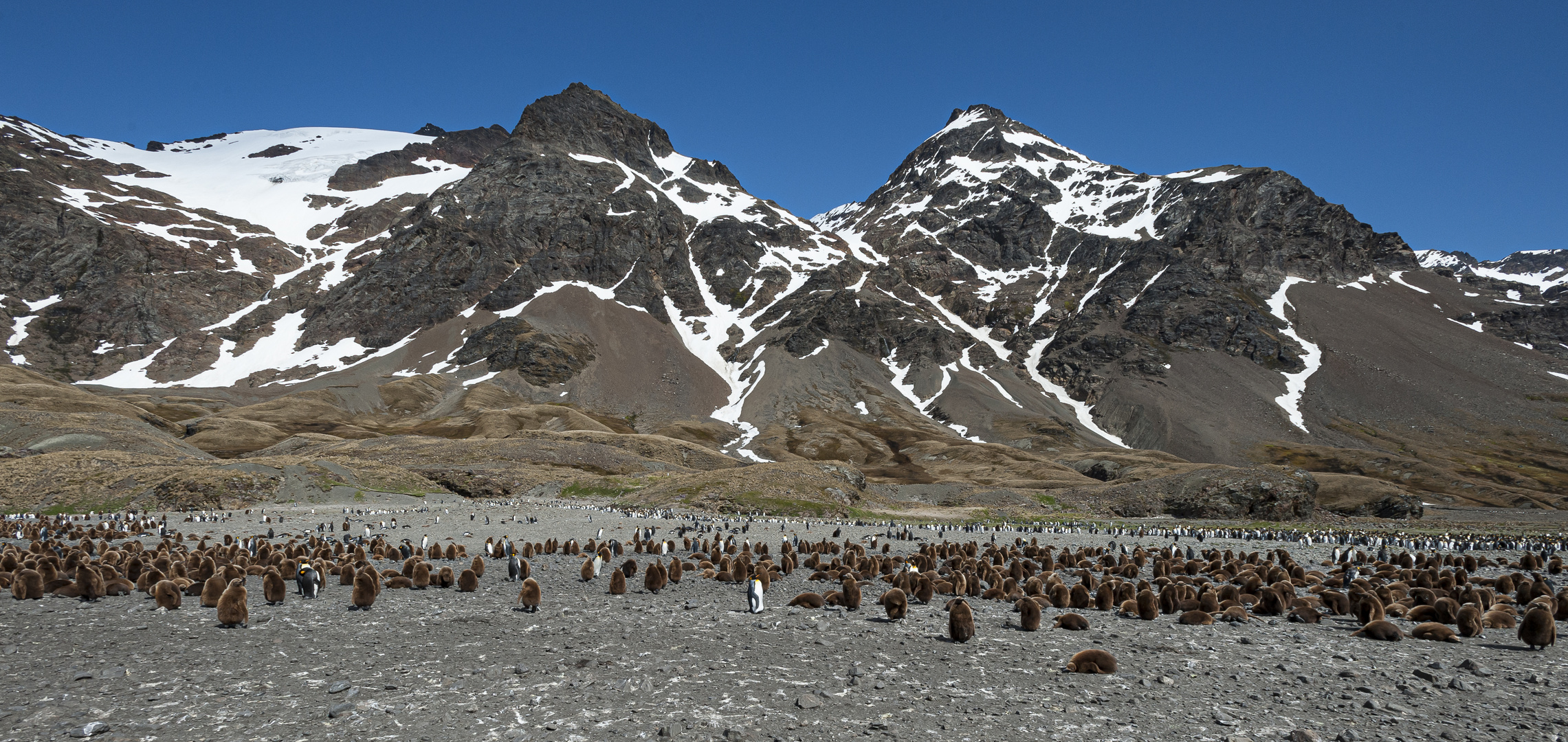 South Pole, Antarktis, South Georgia, Fortuna-Bay, Stromness, Pinguinkolonie