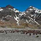 South Pole, Antarktis, South Georgia, Fortuna-Bay, Stromness, Pinguinkolonie